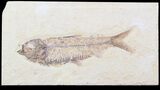 Detailed, Knightia Fossil Fish - Wyoming #40502-1